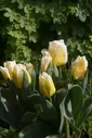 Тюльпан Калгари Флэймс (Tulipa Calgary Flames)