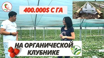 400 000$ с гектара на органической клубнике