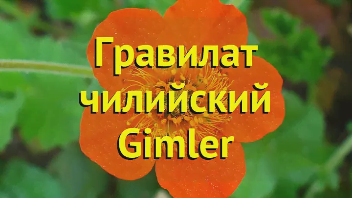 Гравилат чилийский Гимлер. Краткий обзор, описание характеристик geum chiloense Gimler