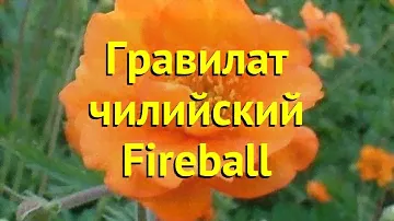 Гравилат чилийский Фаерболл. Краткий обзор, описание характеристик geum chiloense Fireball