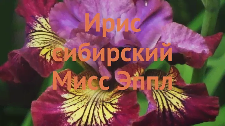 Ирис сибирский Мисс Эппл (iris sibirica) 🌿 ирис Мисс Эппл обзор: как сажать саженцы ириса Мисс Эппл