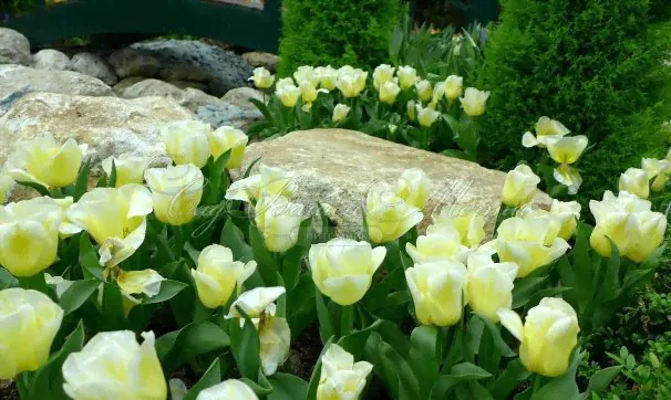 Тюльпан Калгари Флэймс (Tulipa Calgary Flames)-2