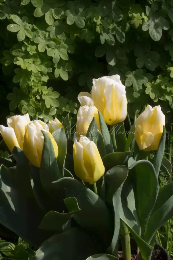 Тюльпан Калгари Флэймс (Tulipa Calgary Flames)
