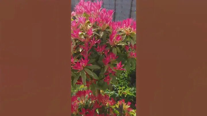 PIERIS JAPONICA FLAMING SILVER#short