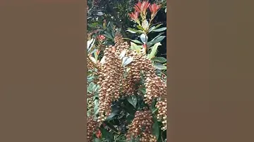 Pieris. Японика.Феттербуш Японская. Андромеда японская. Пиерис.Кустарник ландыша .