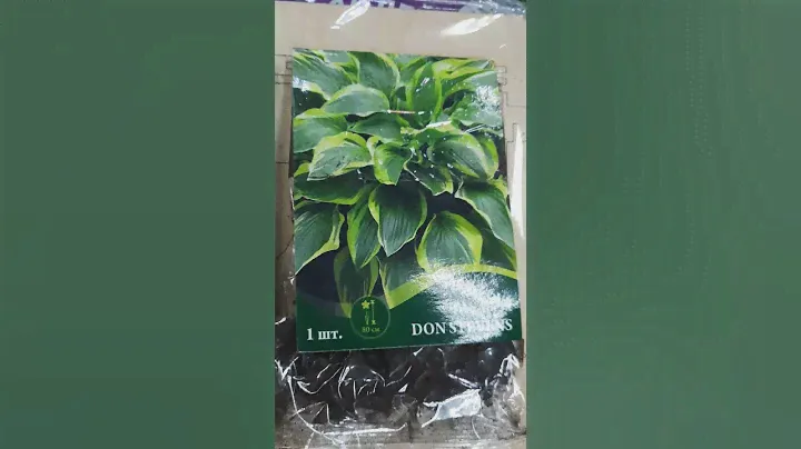 ХОСТЫ В ФИКС ПРАЙС🌿Shorts
