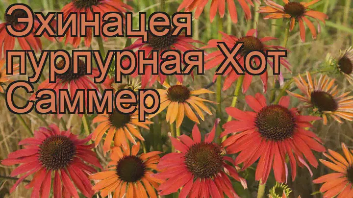 Эхинацея пурпурная Хот Саммер (echinacea purpurea) 🌿 обзор: как сажать, рассада эхинацеи Хот Саммер