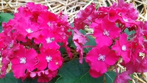 Гортензия крупнолистная Curly Sparkle Hot Pink (Керли Спарк Хот Пинк)
