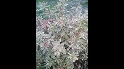 pieris japonica 'flaming silver' Ericacées-Andromède panaché