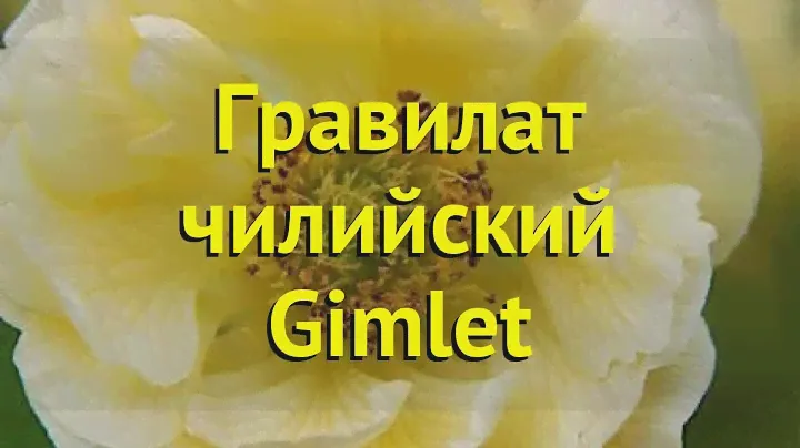 Гравилат чилийский Гамлет. Краткий обзор, описание характеристик geum chiloense Gimlet