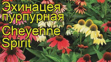 Эхинацея пурпурная Дух Шайенн. Краткий обзор, описание echinacea purpurea Cheyenne Spirit