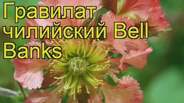 Гравилат чилийский Белл Банкс. Краткий обзор, описание характеристик geum chiloense Bell Banks