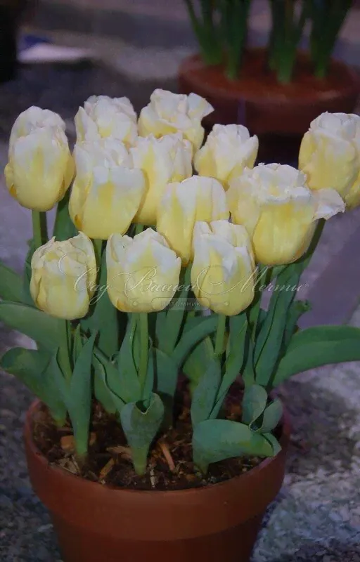 Тюльпан Калгари Флэймс (Tulipa Calgary Flames)-3