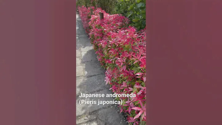 Japanese andromeda #plantlovers