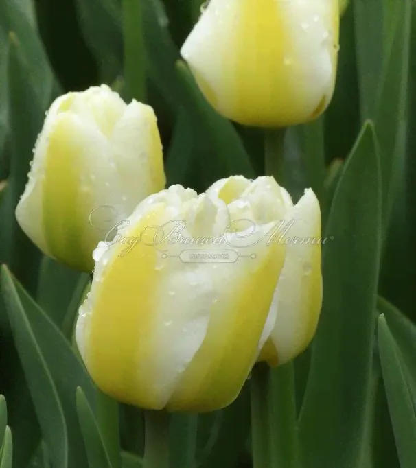 Тюльпан Калгари Флэймс (Tulipa Calgary Flames)-1