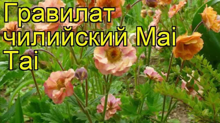 Гравилат чилийский Май Тай. Краткий обзор, описание характеристик geum chiloense Mai Tai