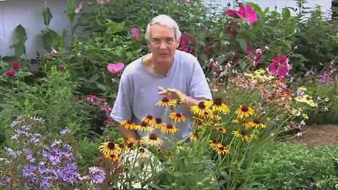 Echinacea Flamethrower 5-31
