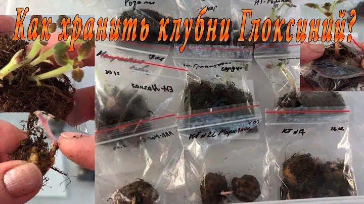 Храним клубни глоксиний правильно